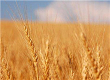 思芒學社｜重建“文學”意義的未竟之業時隔近30年，伊格爾頓又在耶魯大學出版社推出了《文學事件》一書……[詳細]