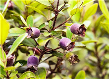 莫賢：如何寫(xiě)好扶貧故事寫(xiě)作有法，但無(wú)定法。我簡(jiǎn)單談?wù)劇讹踊ㄩ_(kāi)》的一些創(chuàng)作思路，與大家分享……[詳細(xì)]
