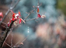 《小寒》正是小寒天氣，三九了。一九二九不出手，三九四九冰上走。今年一場雪還沒下，大地卻都上凍了。[詳細]