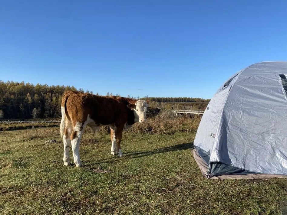 不凍河岸邊的小牛。會動的活人比帳篷中的未知更令它好奇,人類卻相反。